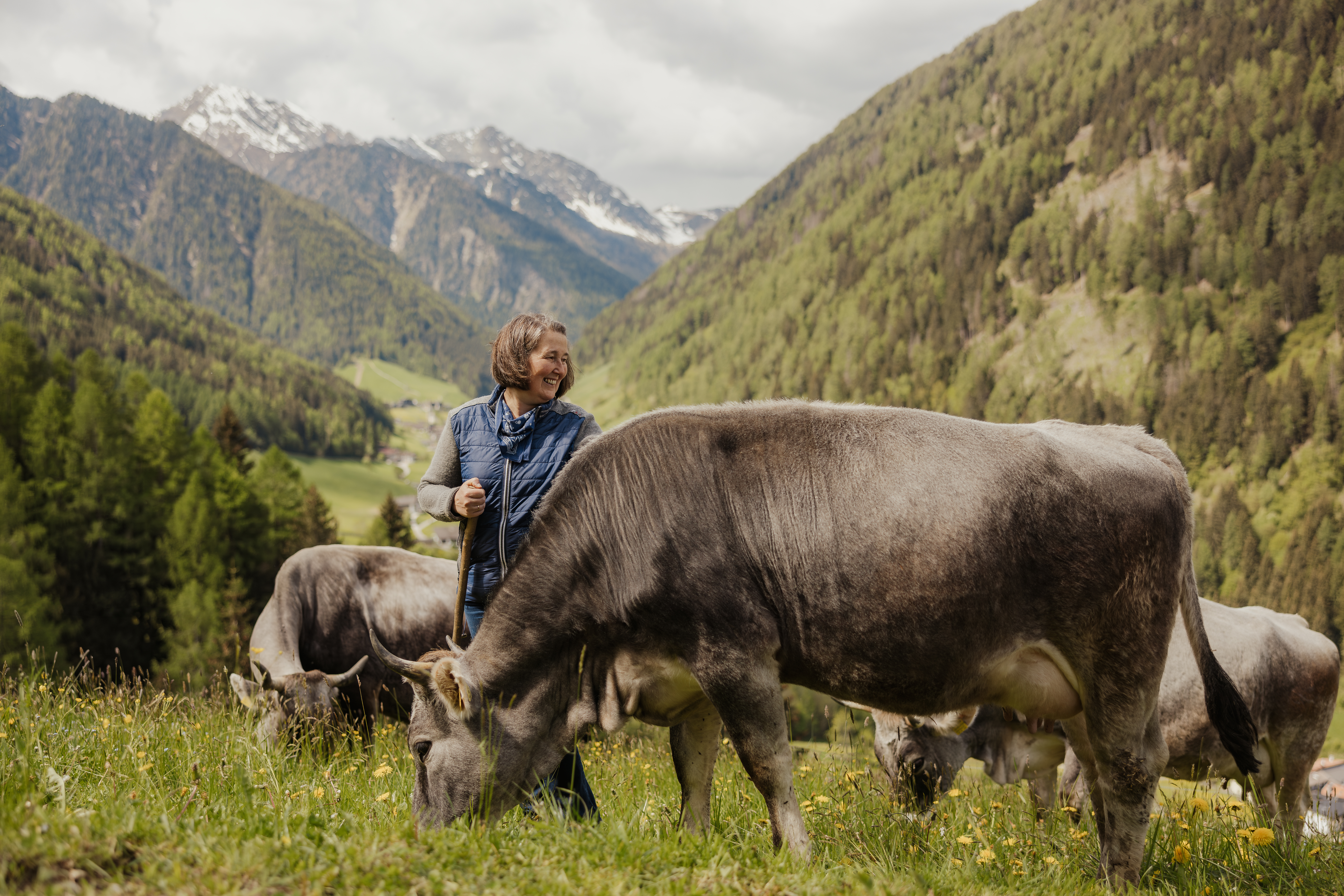 A farmer with cows in a meadow.