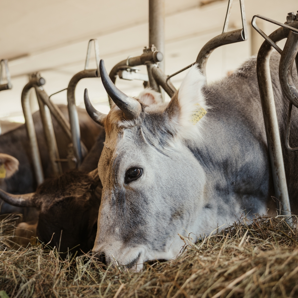 Graue Kuh frisst Heu im Stall während der Fütterung