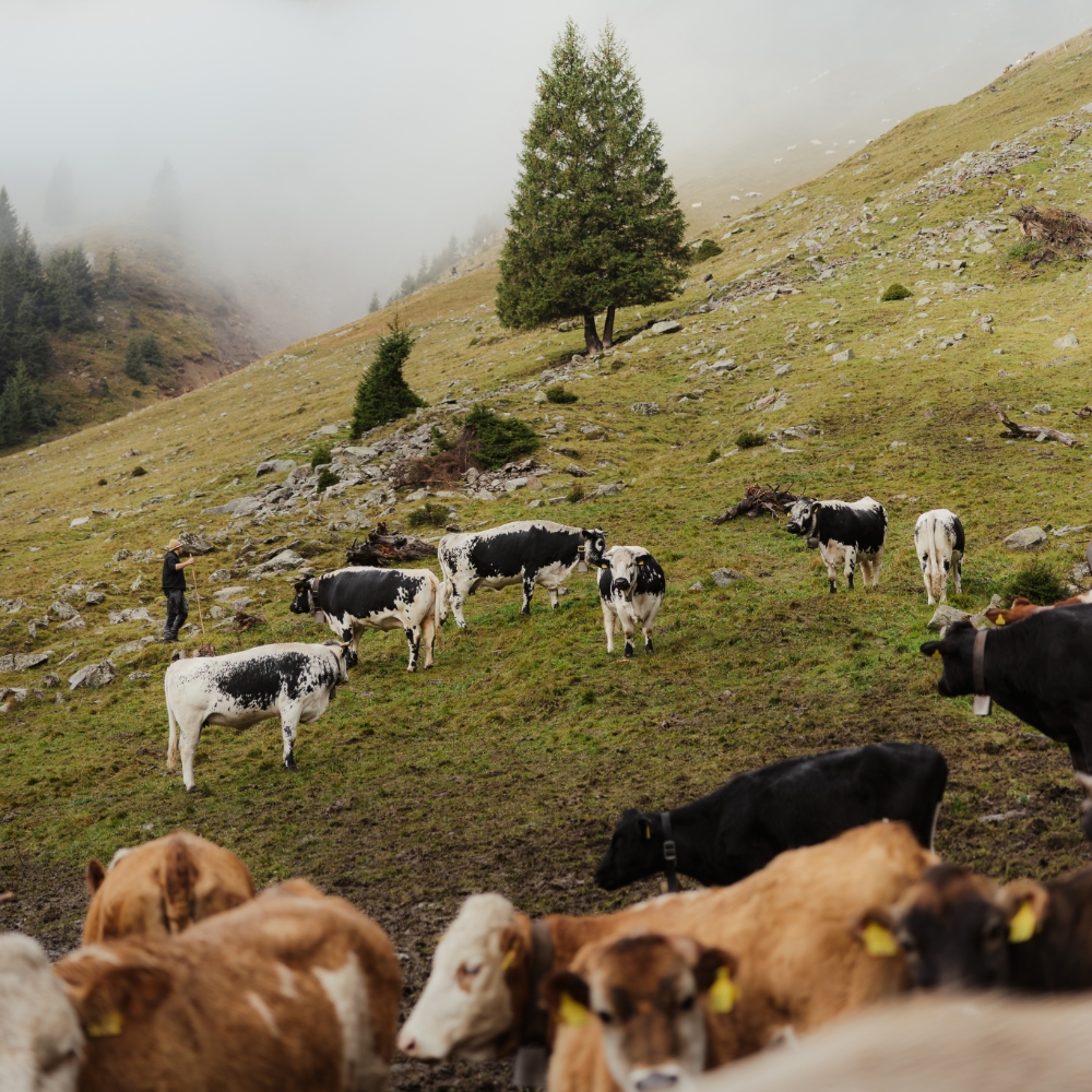 Cows on a steep mountain pasture.