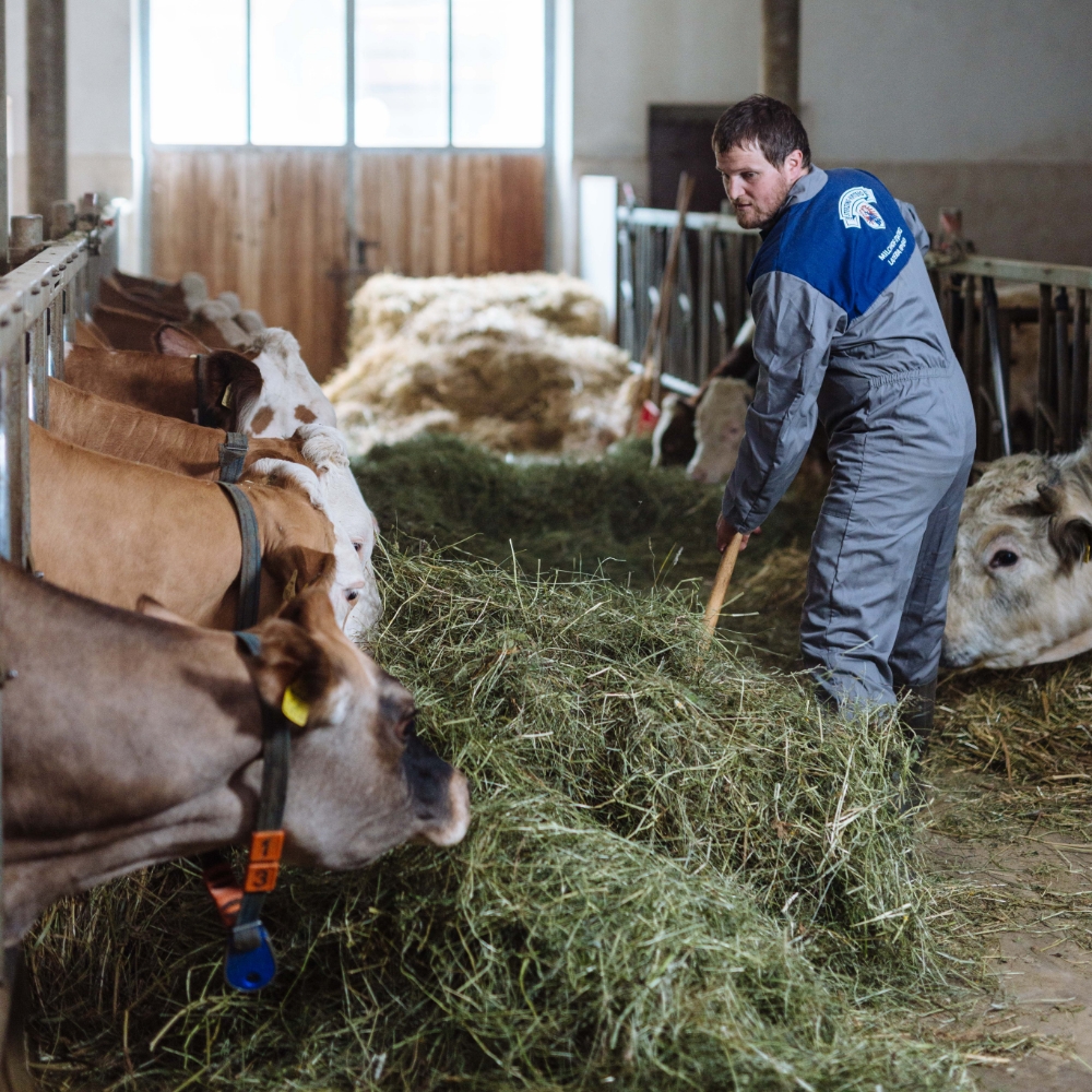 Bauer verteilt Heu an Kühe im Stall während der täglichen Fütterung